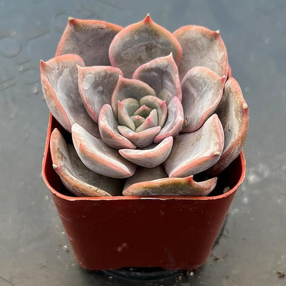 Sprout N Green Echeveria Fiona, 1 Live Mini Succulent Plant Fully Rooted in 2 inch Starter Pot, Real House for Indoor Outdoor Home Office Wedding Decoration Party Favor