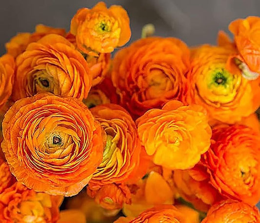 Orange French Peony Ranunculus - 12 Largest Size Corms, Premium Ranunculus Bulbs, Vibrant Orange Flowers, Ideal for Garden Beds, Spring Planting, Stunning Peony-Like Blooms