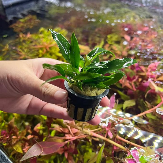 SubstrateSource Anubias Live Aquarium Plants - Potted Freshwater Plant for Fish Tanks, Terrariums - Beginner Friendly Low Light (Chili Jalapeno, 1 Pot)