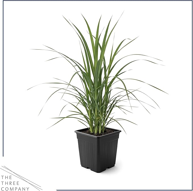Live White Pampas Grass (Cortaderia selloana) - Showy Perennial Accent Plant - 12" Tall by 6" Wide in 1.5 Qt Pot