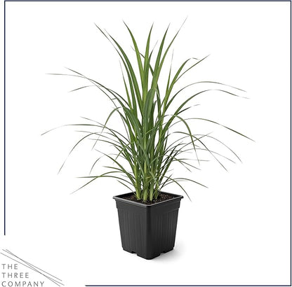 Live White Pampas Grass (Cortaderia selloana) - Showy Perennial Accent Plant - 12" Tall by 6" Wide in 1.5 Qt Pot