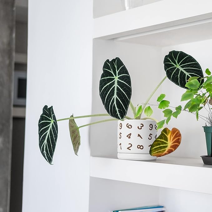 D'vine Dev Set of 2 Ceramic Planter Pots with Drainage Hole and Saucer, 4.5 Inch Plant Pots for Plants Indoor Houseplants, White, 99-Z-B-1-V