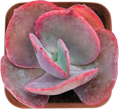 Sprout N Green Echeveria Big Red, Live Succulent Plant Fully Rooted in 2" Pots with Soil Mix, Real Houseplant for Indoor Outdoor Home Office Wedding Decoration Party Favor