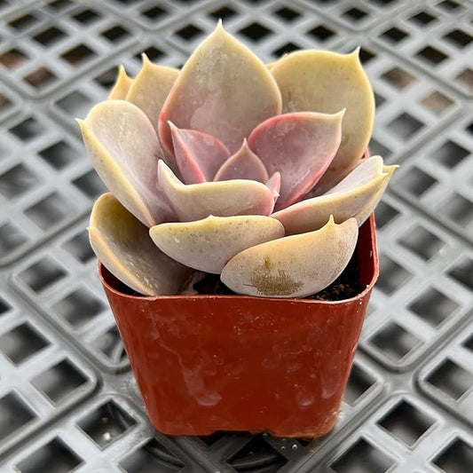 Sprout N Green Echeveria 'Perle von Nürnberg', Live Succulent Plant Fully Rooted in 2" Pots with Soil Mix, Real Houseplant for Indoor Outdoor Home Office Wedding Decoration Party Favor