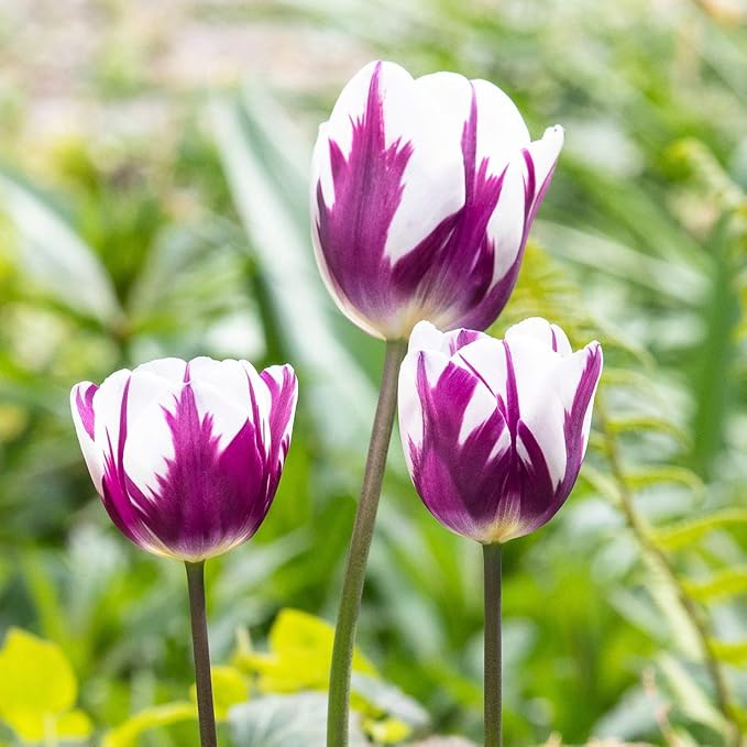 Blueberry Swirl Tulip Flower Bulbs - Vibrant Color with Beautiful Blooms - Includes 10 Flower Bulbs