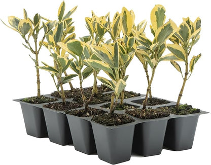12 Silver King Euonymus, Live Plants – Euonymus Japonica – Hardy Variegated Evergreen Shrub in 2.5” Nursery Cubes – Low-Maintenance & Highly Adaptable for Landscaping