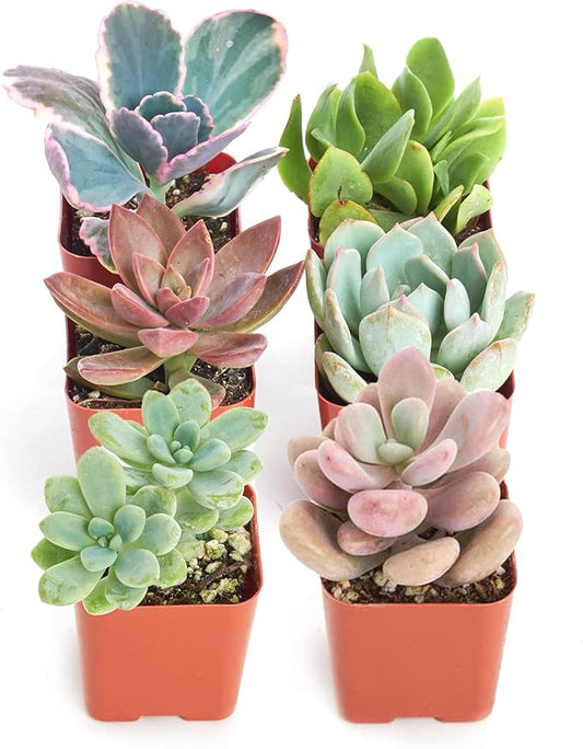 Shop Succulents Pastel Succulent Plant Pack Collection - Live Mini Succulent Plants, Low Maintenance, Bright & Serene Colors & Textures - Wedding and Party Favors, Gift & Garden, Pack of 6