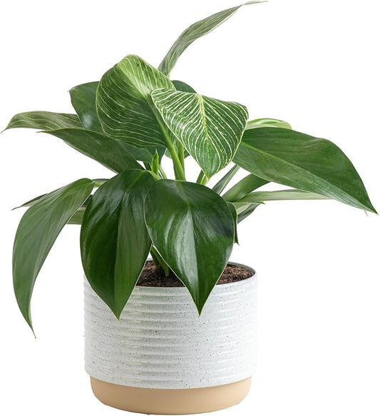 Costa Farms Philodendron Birkin Live Plant in Decorative Pot, Air Purifying Indoor Houseplant, Perfect for Home, Room, or Office Decor, Great House Warming or Birthday Gift, 12-18 Inches Tall