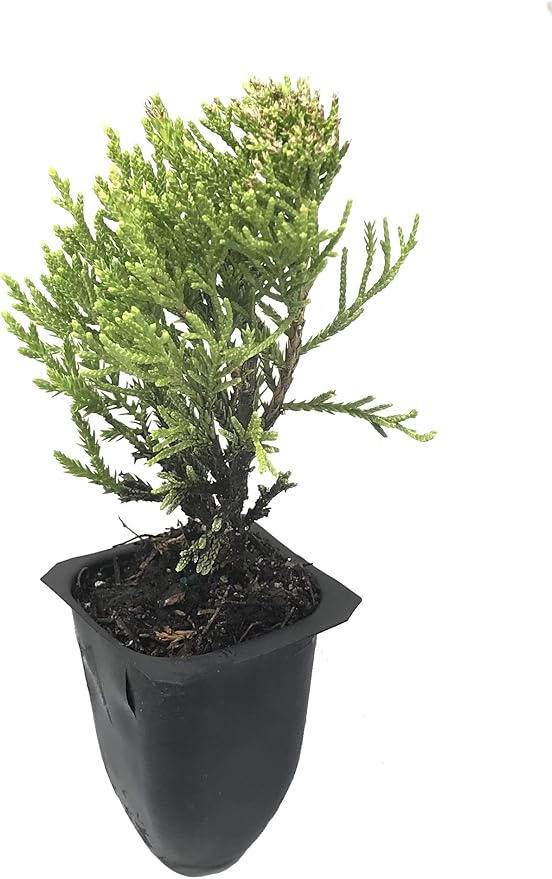 Sea Green Juniper - 10 Live Plants - Juniperus Chinensis - Hardy Evergreen Privacy Screen