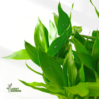 Lucky Bamboo Plants Live Indoor (10 Stalks, 6 Inch) - Fresh House Plants for Office Desk, Home Decor, for Positive Energy, Prosperity & Easy Care