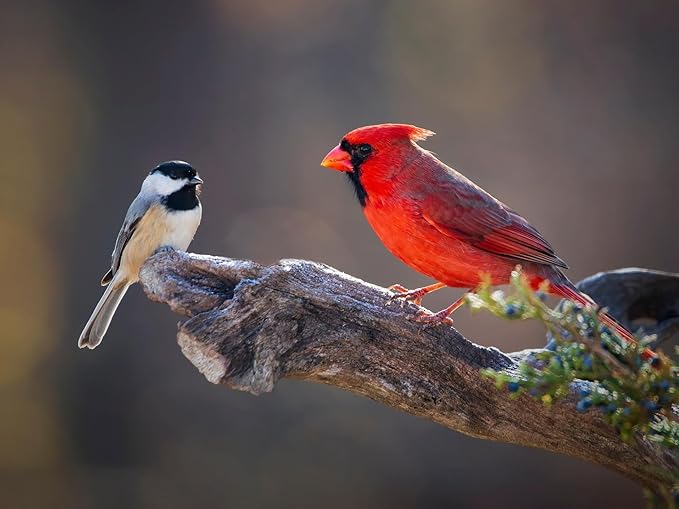 Birdseed Cylinders with Hole - Bird Seed for Outside Wild Birds (Small Cylinder, Neat Beak 1pc)