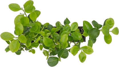 4 Manhattan Euonymus, Live Plants (Euonymus Kiautschovicus ‘Manhattan’) – Evergreen Shrub for Hedges, Thriving in 2.5” Nursery Cubes