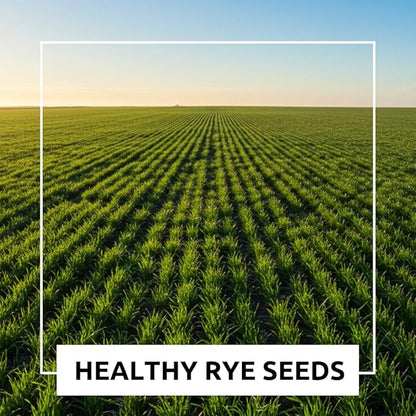 Nature’s Feast Rye Seeds – 1 lb Non-GMO Forage & Cover Crop for Healthy Soil and Wildlife - Open-Pollinated, Healthy, Non-GMO