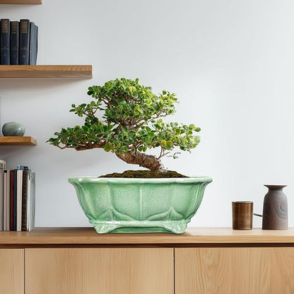 Bonsai Tree Pot - 13.2 Inch Large Ceramic Succulent Planter for Indoor Outdoor, Oval Plant Pot with Drainage Hole, Decorative Flower Pots, Home Decor, Gifts for Plant Lovers, Green