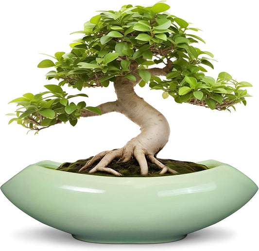 Ceramic Bonsai Pots - Large Succulent Planter 18 Inch Plant Pot Indoor Succulent Pot with Drainage Hole Outdoor Planter Bonsai Tree Pot for House Home Garden Decor Green