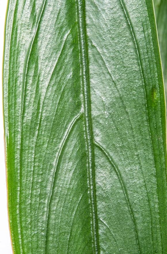 SubstrateSource Bucephalandra Goliath Potted Live Aquarium Plant - Natural Freshwater Fish Tank Decorations, Aquatic Décor