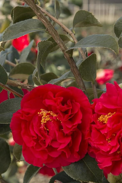 Kramers' Camellia, Live Flowering Shrub, 1 Gallon, Rosy-Red Blooms, Dark Green Foliage