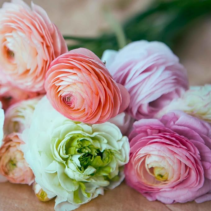 Eden Brothers Ranunculus Bulbs - Bridal Mix