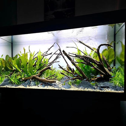 SubstrateSource Amazon Sword Echinodorus Bleheri Live Plant for Freshwater Aquariums, Natural Fish Tank Decorations, and Aquatic Decor (1 Pot (2-3 Plants))