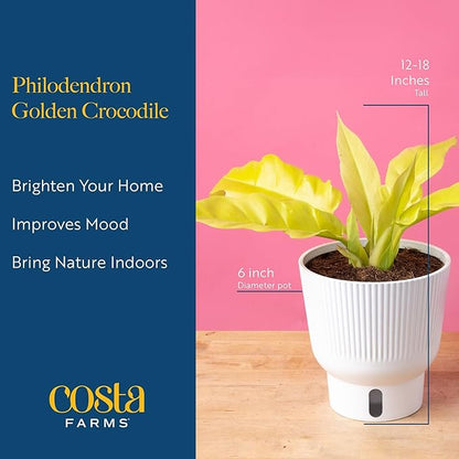 Costa Farms Philodendron Golden Crocodile, Rare Unique Live Indoor Plant in 6-Inch Self-Watering Houseplant Pot, Potting Soil, Trending Tropicals Collection, Room and Home Decor
