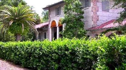 Ligustrum Waxleaf Privet - 30 Live Plants 2" Pot Size - Evergreen Privacy Hedge