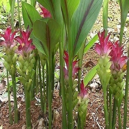 Premium Live Black Turmeric (Curcuma caesia) Plants - Rare Herbal Medicinal Plant, Perfect for Home Gardens (4 Black Turmeric Cups)