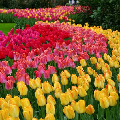 100-Pack Mixed Tulip Flower Bulbs – Bulk Pack of Colorful Tulips for Spring Blooms – Easy Fall Planting - Plant in Gardens, Borders & Flowerbeds - Bulb Size 11/12cm - Willard & May