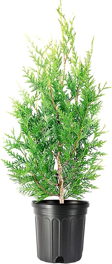 Thuja Green Giant | 3 Large Gallon Size Trees | Thuja standishii x plicata | Fast Growing Privacy Screen | Evergreen Landscape Plants for Borders