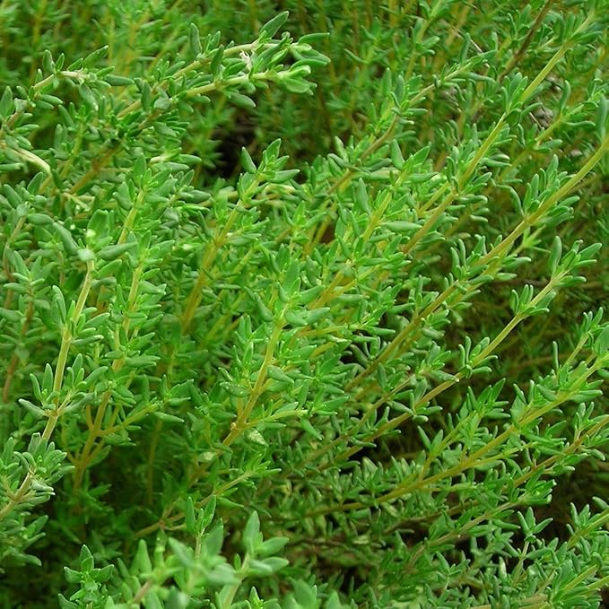 German Thyme Plants - Perfect for Indoor or Outdoor Gardening, High in Antioxidants, Fragrant and Flavorful Herb (2 ger Thyme Cups)