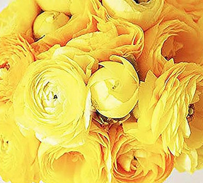 Orange French Peony Ranunculus - 12 Largest Size Corms, Premium Ranunculus Bulbs, Vibrant Orange Flowers, Ideal for Garden Beds, Spring Planting, Stunning Peony-Like Blooms