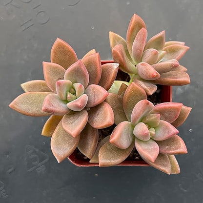 Sprout N Green Graptopetalum paraguayense cv.Bronze, Rare Live Succulent Fully Rooted in 2 inch Starter Pot, House Plant for Indoor Outdoor Home Office Wedding Decoration Party Favor