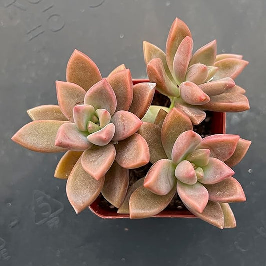 Sprout N Green Graptopetalum paraguayense cv.Bronze, Rare Live Succulent Fully Rooted in 2 inch Starter Pot, House Plant for Indoor Outdoor Home Office Wedding Decoration Party Favor