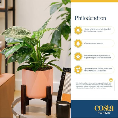Costa Farms Philodendron Birkin Live Plant in Decorative Pot, Air Purifying Indoor Houseplant, Perfect for Home, Room, or Office Decor, Great House Warming or Birthday Gift, 12-18 Inches Tall