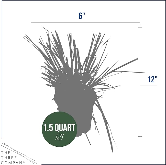 Live White Pampas Grass (Cortaderia selloana) - Showy Perennial Accent Plant - 12" Tall by 6" Wide in 1.5 Qt Pot