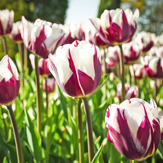 Blueberry Swirl Tulip Flower Bulbs - Vibrant Color with Beautiful Blooms - Includes 10 Flower Bulbs