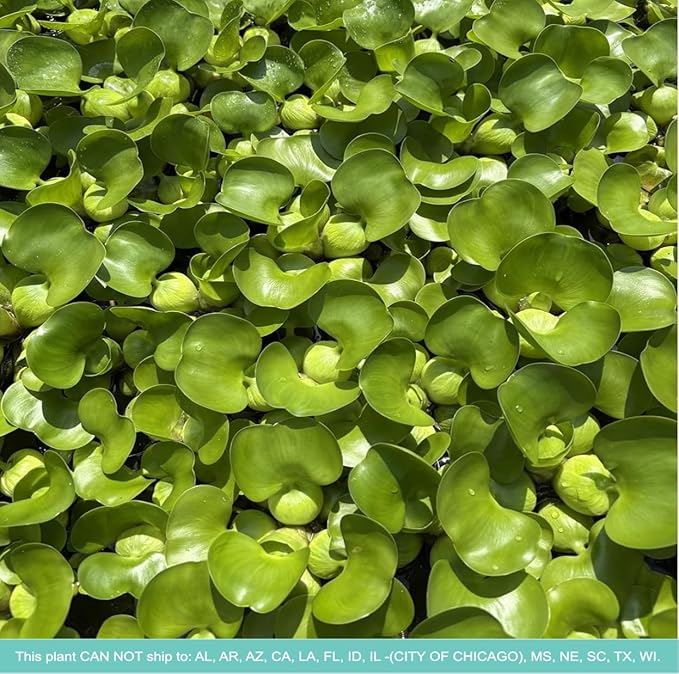 Water Hyacinth - Eichhornia crassipes - Live Plants for Pond, Floating Aquatic Garden Plants - 1 Plant