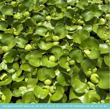 Water Hyacinth - Eichhornia crassipes - Live Plants for Pond, Floating Aquatic Garden Plants - 1 Plant