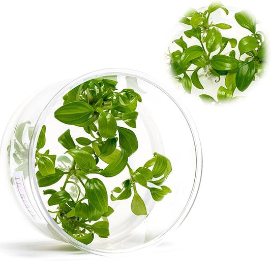 Ultum Nature Systems Live Tissue Culture - Malayan Sword (Aglaonema simplex) - Easy Care - Medium Light - Deep Green Accent - Midground - 100% Snail Free Grown in-Vitro