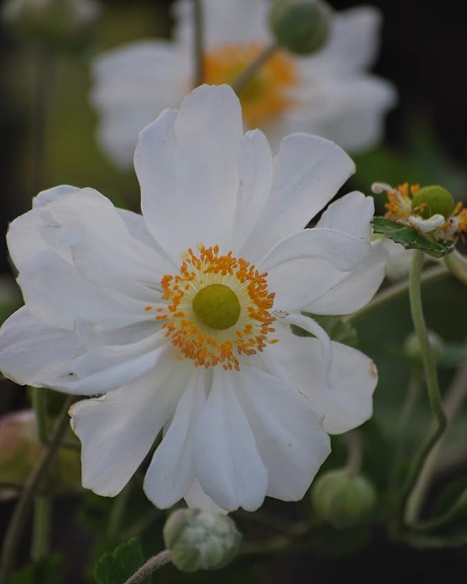Perennial Farm Anemone x Hybrida 'Whirlwind' – Live Windflower in #1 Container, Semi-Double White Blooms, Long Blooming, Deer Resistant, Great for Borders, Shade Gardens & Pollinator Habitats
