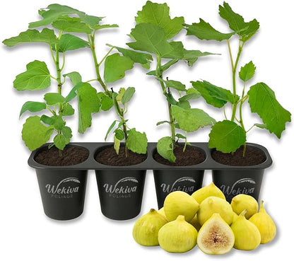 Kadota Fig Tree - 4 Live Starter Plants - Ficus Carica - Edible Fruit Tree for The Patio and Garden
