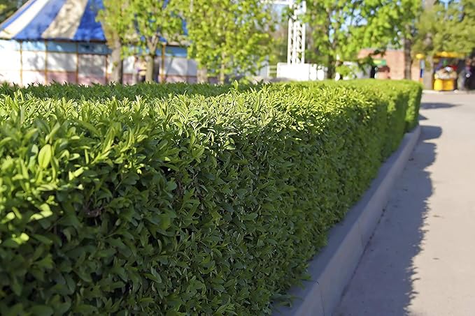 Winter Gem Boxwood | 3 Live 4 Inch Pots | Buxus Microphylla Japonica | Fast Growing Cold Hardy Formal Evergreen Shrub