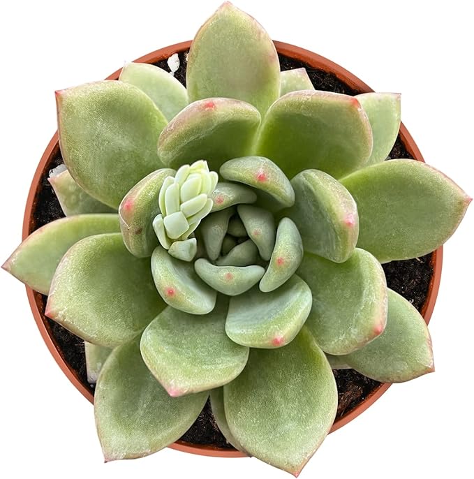 4-inch Succulent Echeveria 'Champagne', Live Succulents Plants Fully Rooted in Pots with Soil, Easy-Care House Plants for DIY, Home Office Decoration