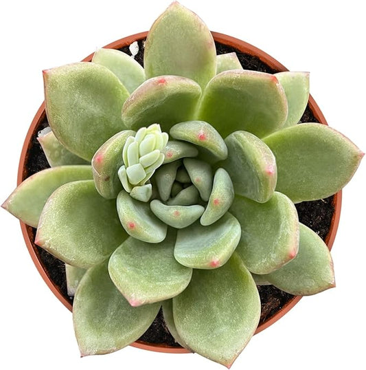 4-inch Succulent Echeveria 'Champagne', Live Succulents Plants Fully Rooted in Pots with Soil, Easy-Care House Plants for DIY, Home Office Decoration