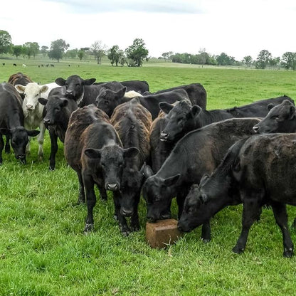 Outsidepride Ryegrass Seeds - 25 lb. Annual, Hardy & Fast-Growing, Cover Crop Seeds for Planting Glossy Dark Green Grass Leaves, Ideal for Hay Foraging, Pasture Grazing & Erosion Control
