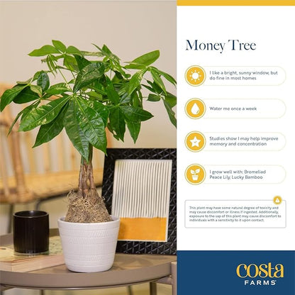 Costa Farms Money Tree Live Plant | 12-16 Inches Tall Bonsai | Easy to Grow Indoor Houseplant in 4-Inch Plant Pot | Home, Office, or Room Decor