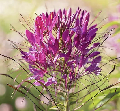 Pure White Cleome - White Queen Spider Plant Seeds - Nectar Flower for Monarch Butterflies - 1000 Seeds -