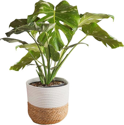 Costa Farms Live Plant, Thai Constellation Monstera House Plant, Decorative Plant Pot, Trending Tropicals Collection for Home and Room Decor, 2-3-Feet Tall