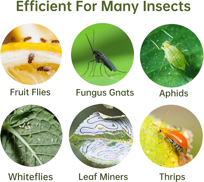 96 Pack Yellow Fungus Gnat Sticky Traps, Gnat Traps for House Indoor Gnats Killer, House Plant Gnats Bugs Sticky Killer Fruit Fly Traps for Indoor