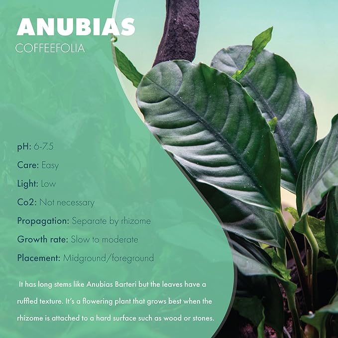 SubstrateSource Anubias Live Aquarium Plants - Potted Freshwater Plant for Fish Tanks, Terrariums - Beginner Friendly Low Light (Barteri Coffeefolia, 1 Pot)