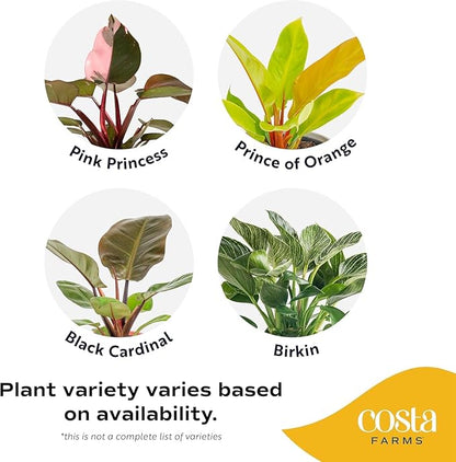 Costa Farms Philodendron Live Plant in Decorative Pot, Air Purifying Indoor Houseplant, Assorted Variety, Home, Room, or Office Decor, House Warming or Birthday Gift, 12-18 Inches Tall